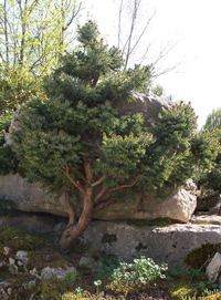 Árbol en miniatura, Pinus sylvestris L., Pino rosso 
